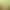 Forest Fluids